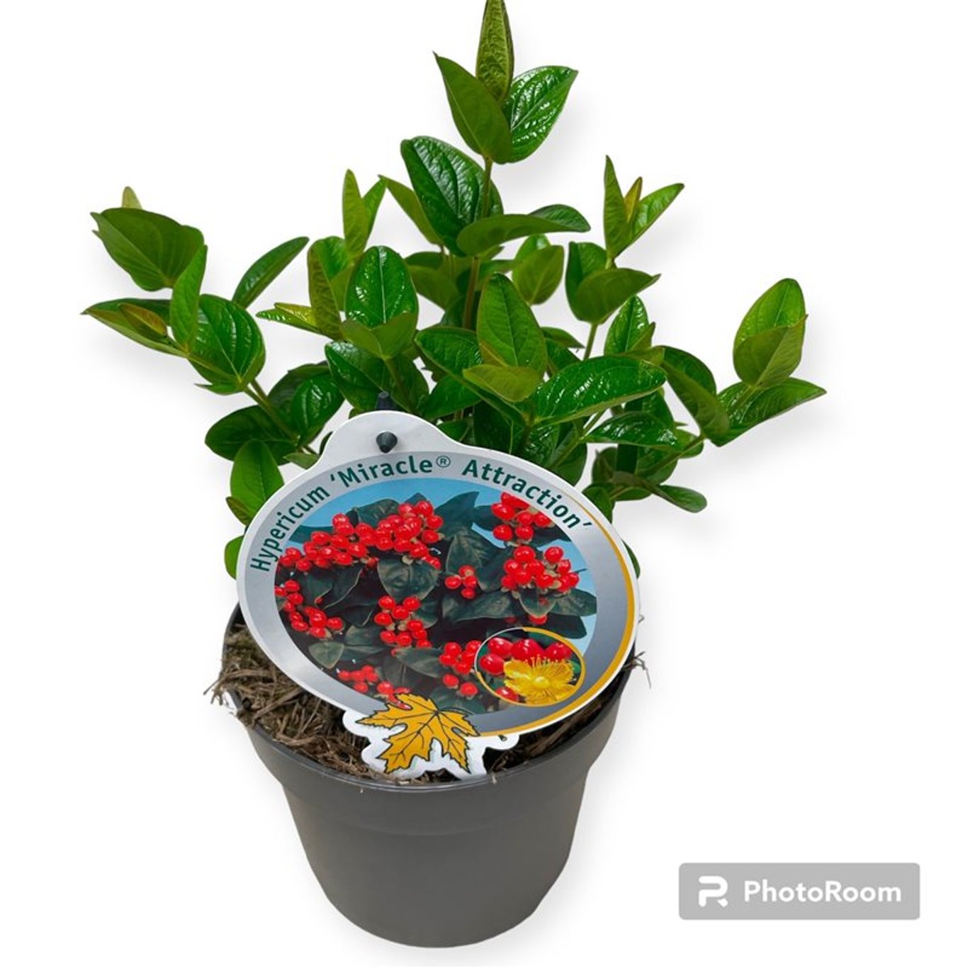 Hypericum Miracle Attraction - C2